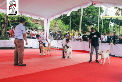 AKB Dog Show 17 Oktober 2021 Bangli