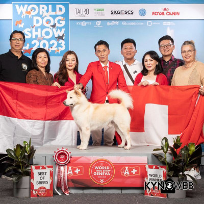 WW’23 BIS MBISL BISS PH GRCH/CH TW CH SWISS CH INA CH TUXEDO VON BALINESE DOG 

41x BOB 
1x BOG 1
3x BOG Local 1
5x BOG 2
11x BOG 3
6x BOG 4
1x BEST IN SHOW 
1x BEST IN SHOW SPECIALITY
2x BEST IN SHOW LOCAL 1
1x BEST IN SHOW LOCAL 2 

WORLD WINNER 2023
BEST IN SHOW
BEST IN SHOW SPECIALITY 
MULTI BEST IN SHOW LOCAL
INDONESIA CHAMPION 
PHILIPPINE GRAND CHAMPION
PHILIPPINE CHAMPION
TAIWAN CHAMPION
SWITZERLAND CHAMPION 
CRUFT QUALIFIER 2024
