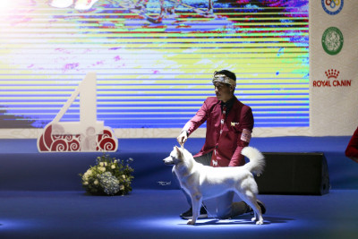 WORLD DOG SHOW 2019 SHANGHAI